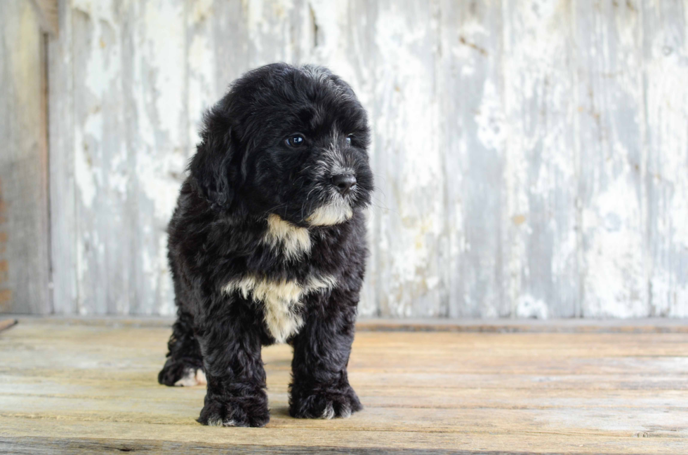 Mini Bernedoodle Puppy for Adoption