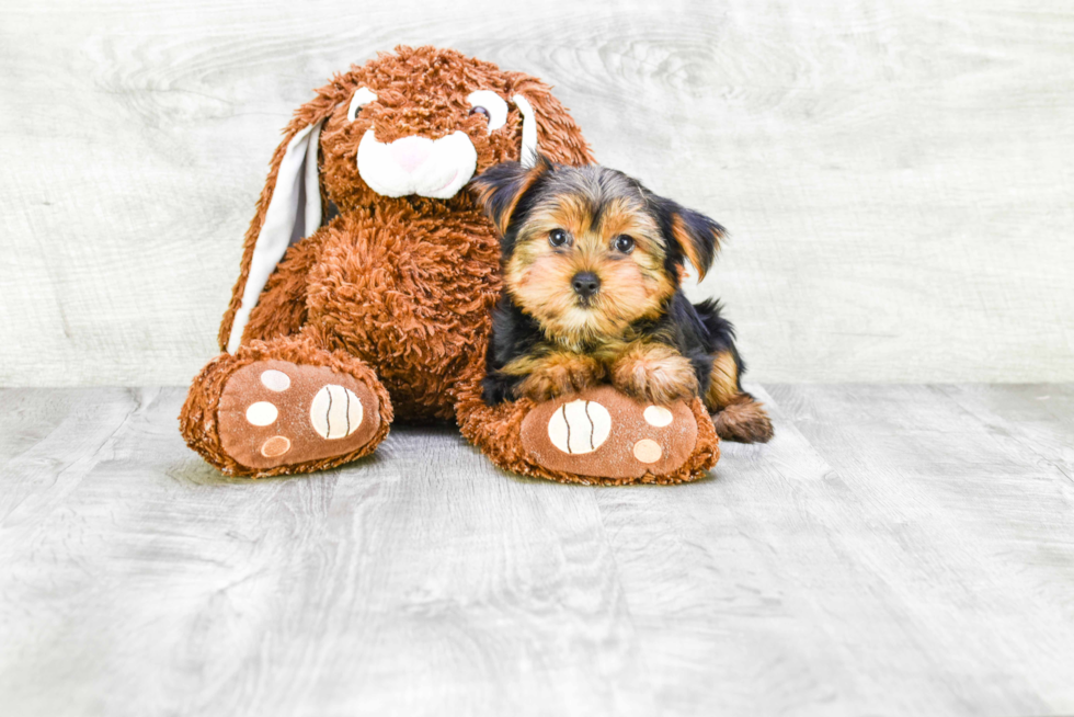 Meet Snickers - our Yorkshire Terrier Puppy Photo 