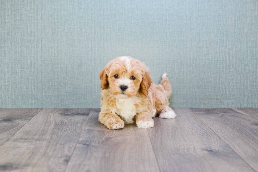 Cavapoo Puppy for Adoption