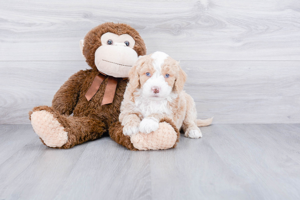 Popular Mini Goldendoodle Poodle Mix Pup