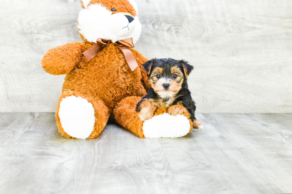 Meet Diddy - our Yorkshire Terrier Puppy Photo 