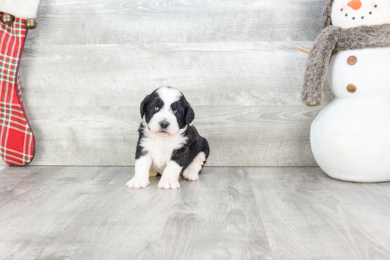 Mini Bernedoodle Pup Being Cute