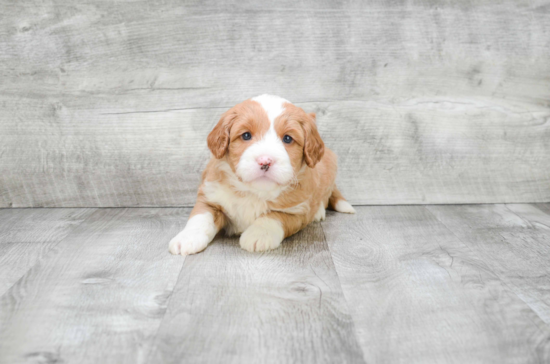 Hypoallergenic Golden Retriever Poodle Mix Puppy