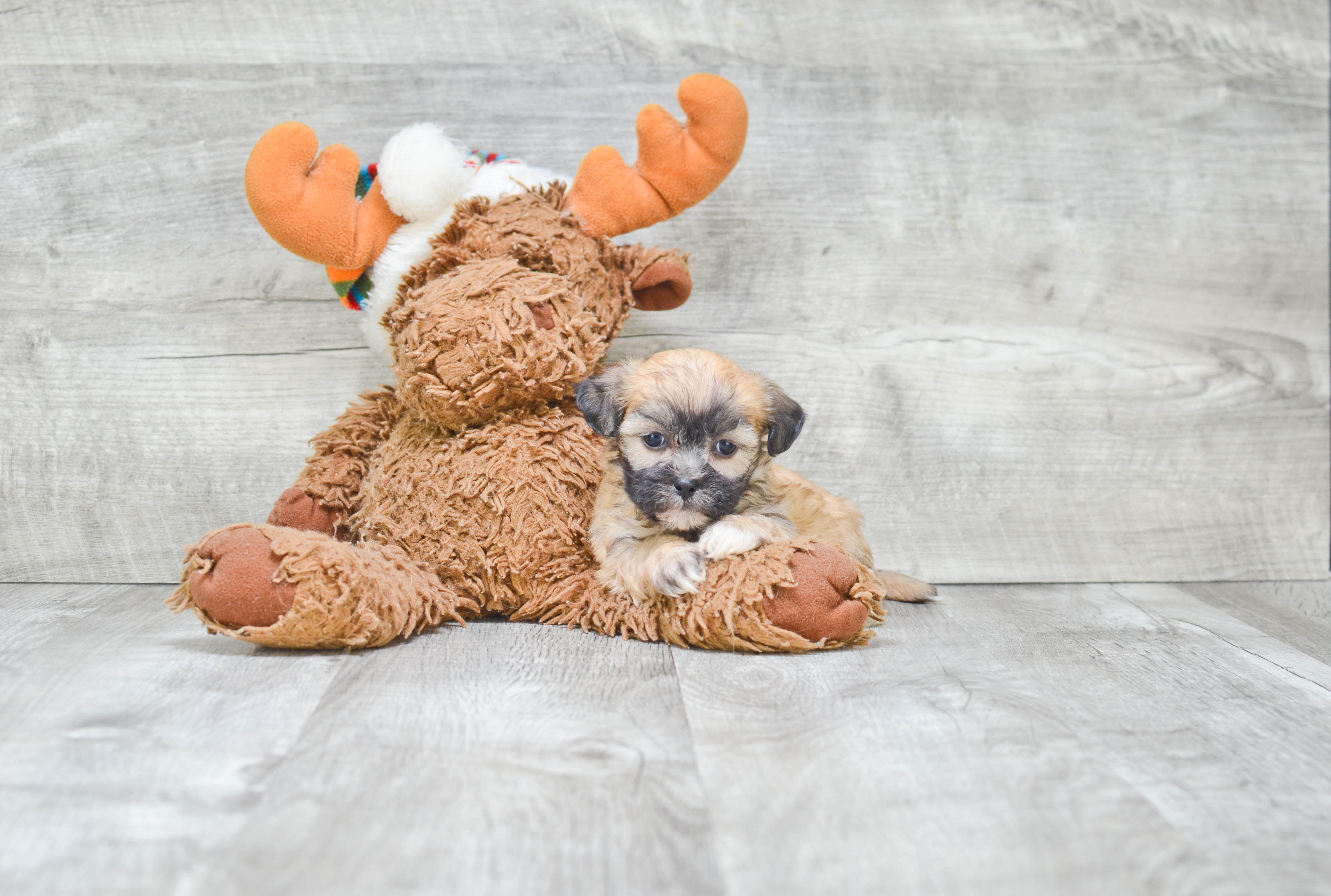 Friendly Teddy Bear Baby