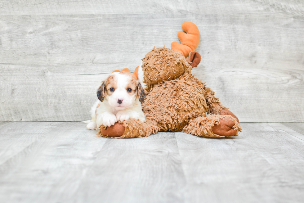 Cute Cavachon Baby