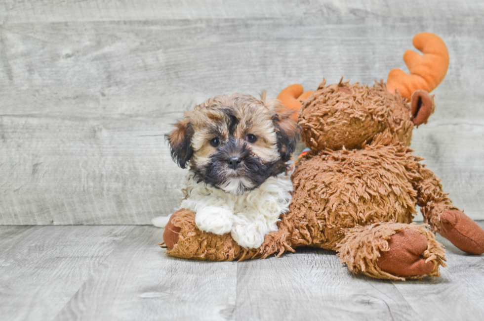 Havanese Puppy for Adoption