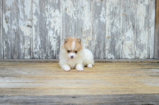 Best Pomeranian Baby