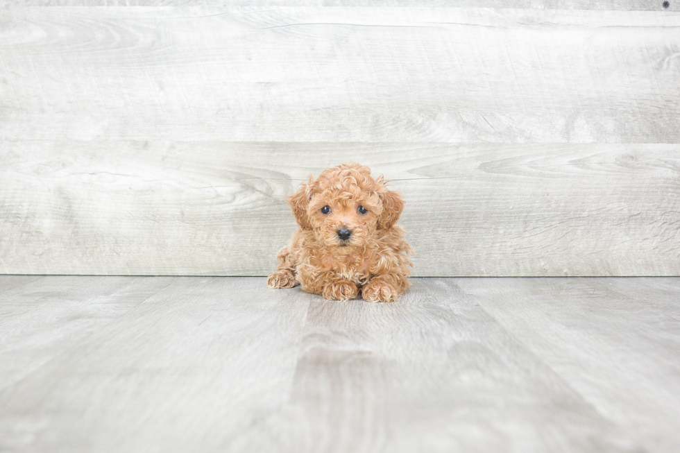 Poodle Pup Being Cute