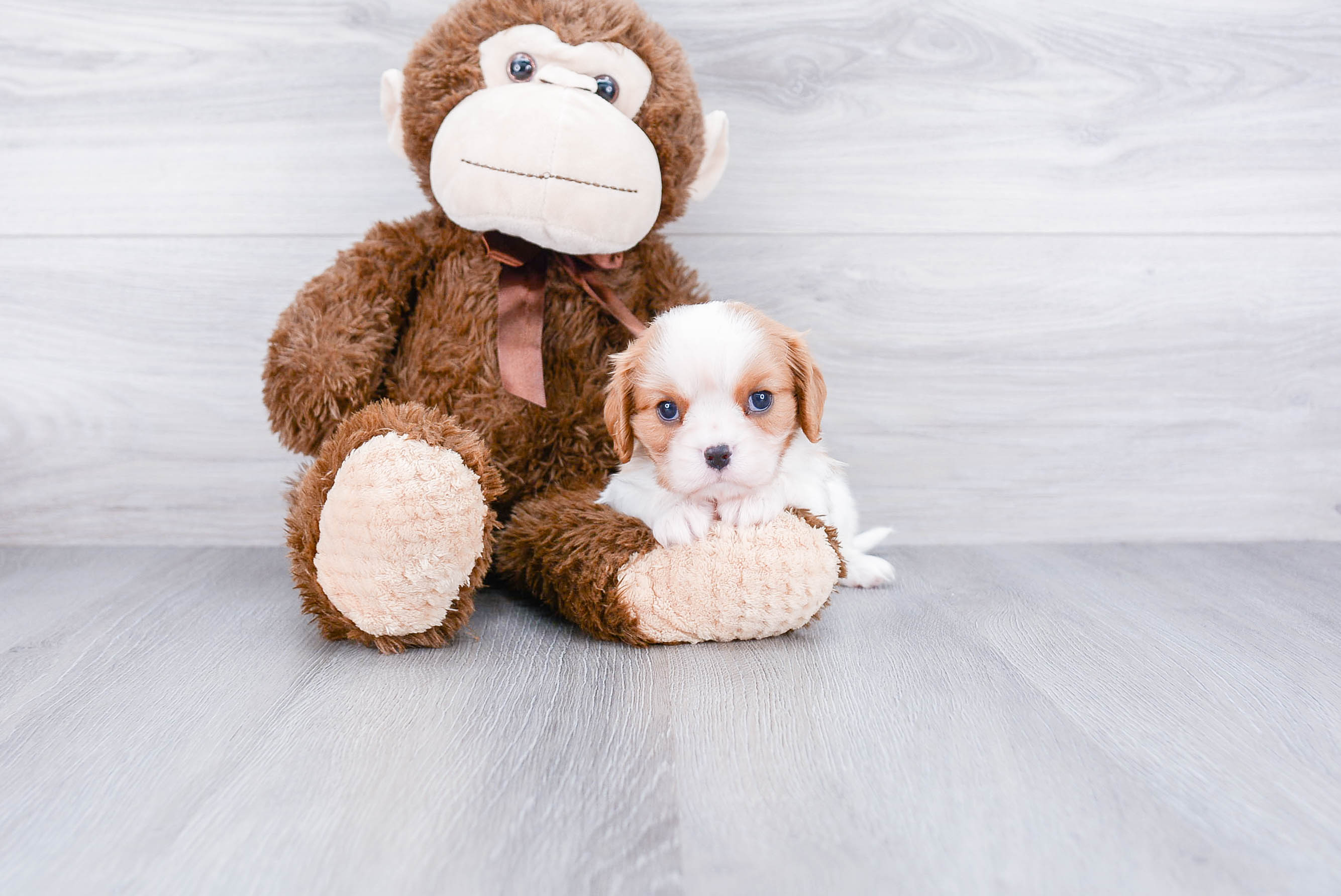 Popular Cavalier King Charles Spaniel Purebred Pup