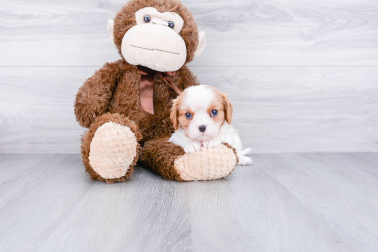 Popular Cavalier King Charles Spaniel Purebred Pup