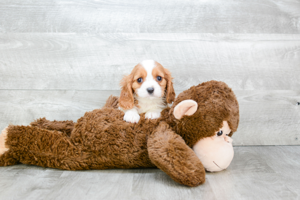 Best Cavalier King Charles Spaniel Baby