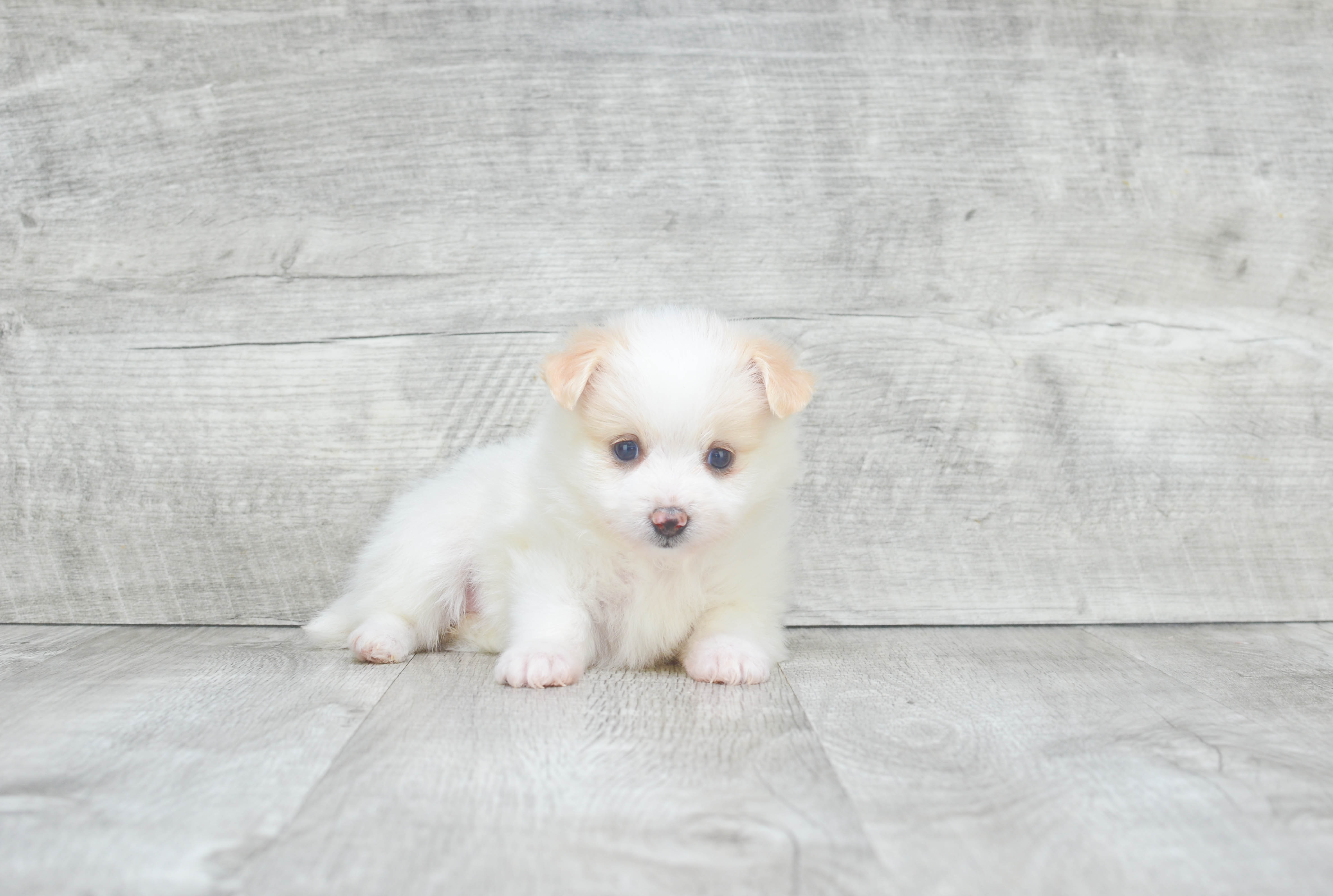 Maltipom Pup Being Cute