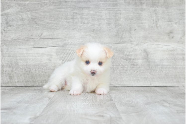 Maltipom Pup Being Cute