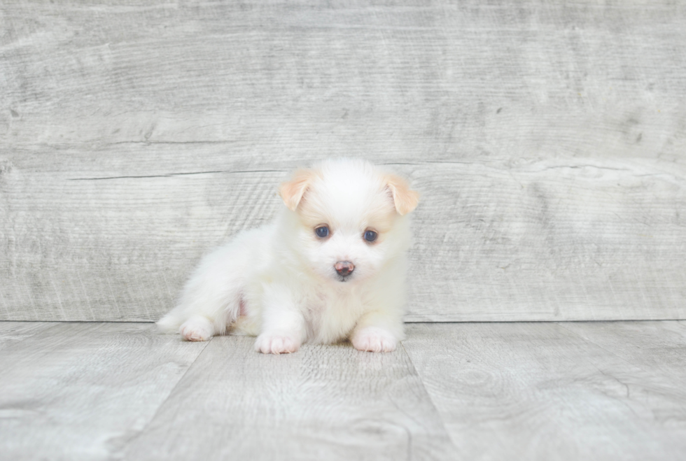 Maltipom Pup Being Cute