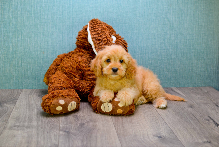 Little Cavoodle Poodle Mix Puppy