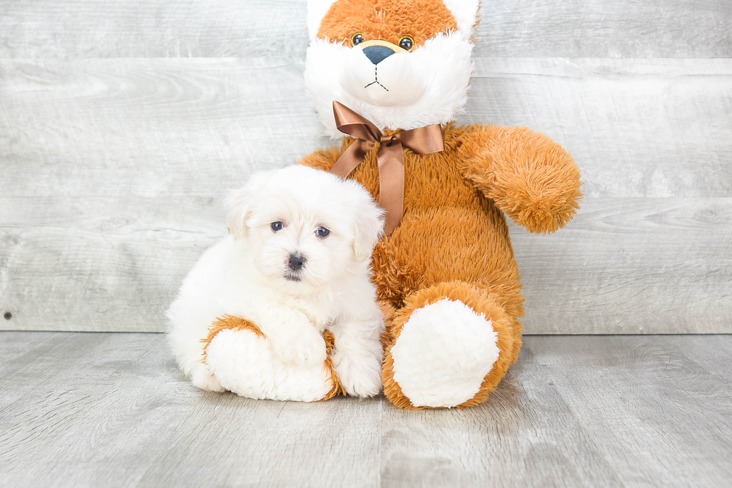 Best Havanese Baby