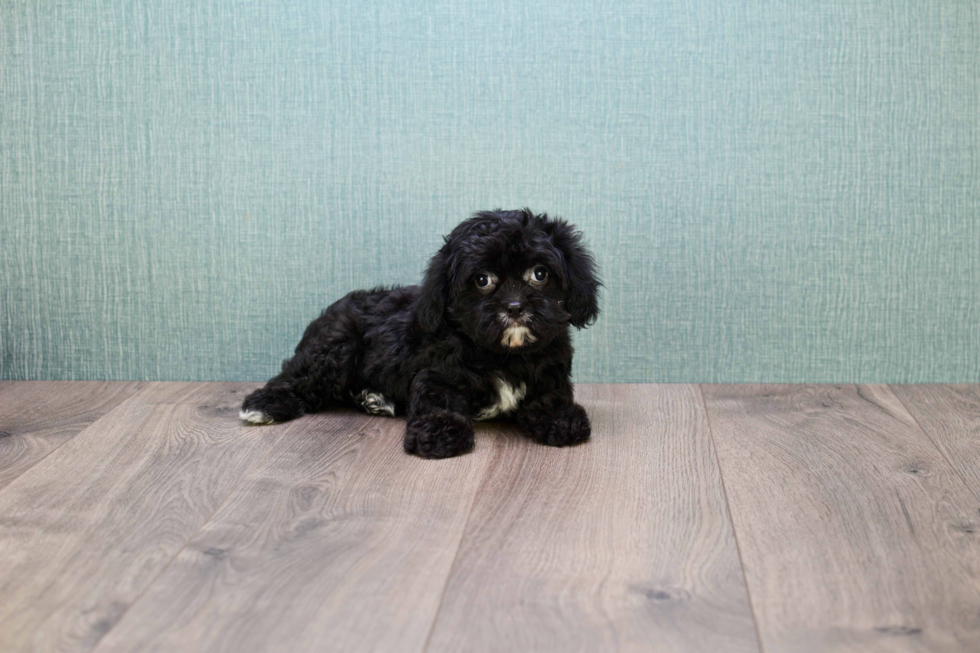 Popular Cavapoo Poodle Mix Pup