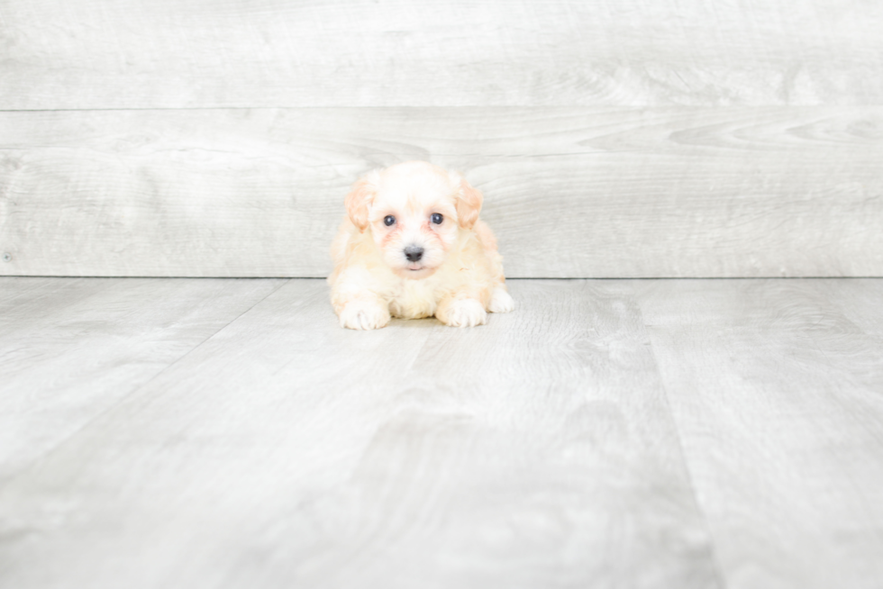 Maltipoo Puppy for Adoption