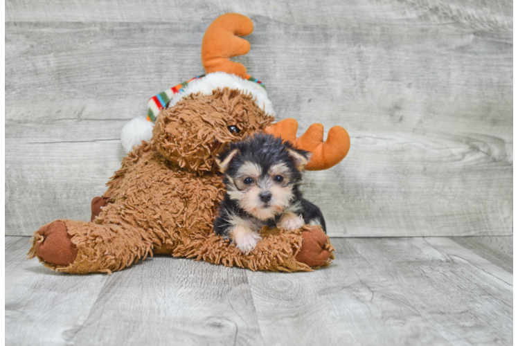 Morkie Pup Being Cute