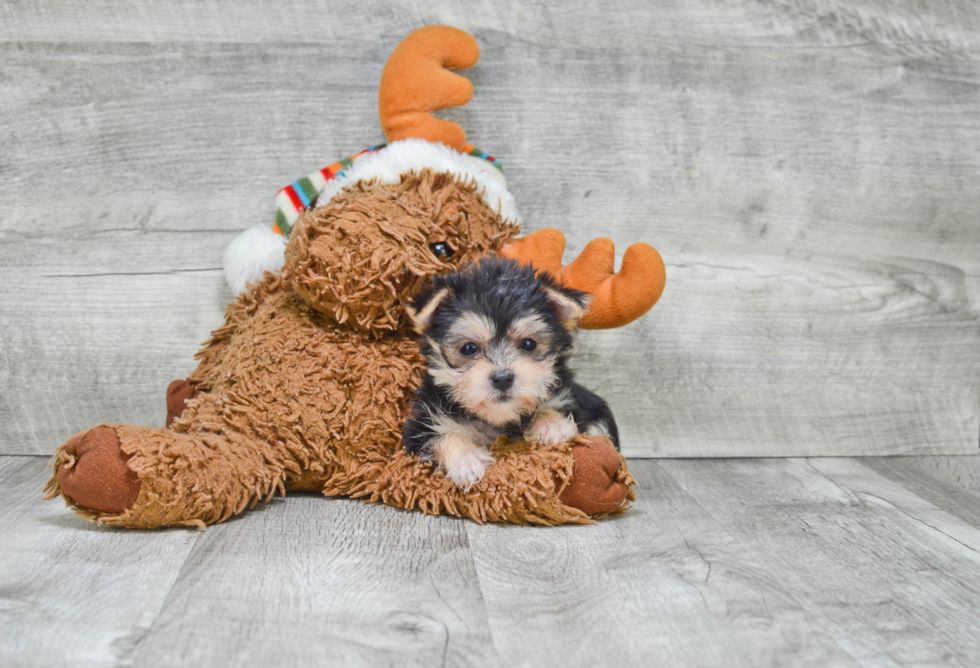 Morkie Pup Being Cute