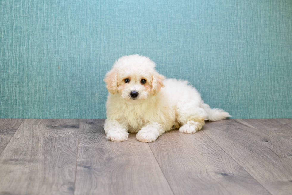 Sweet Maltipoo Baby