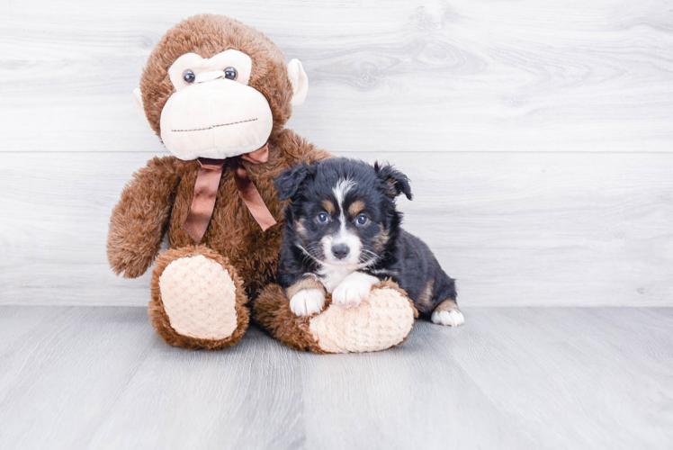 Fluffy Mini Aussiedoodle Poodle Mix Pup