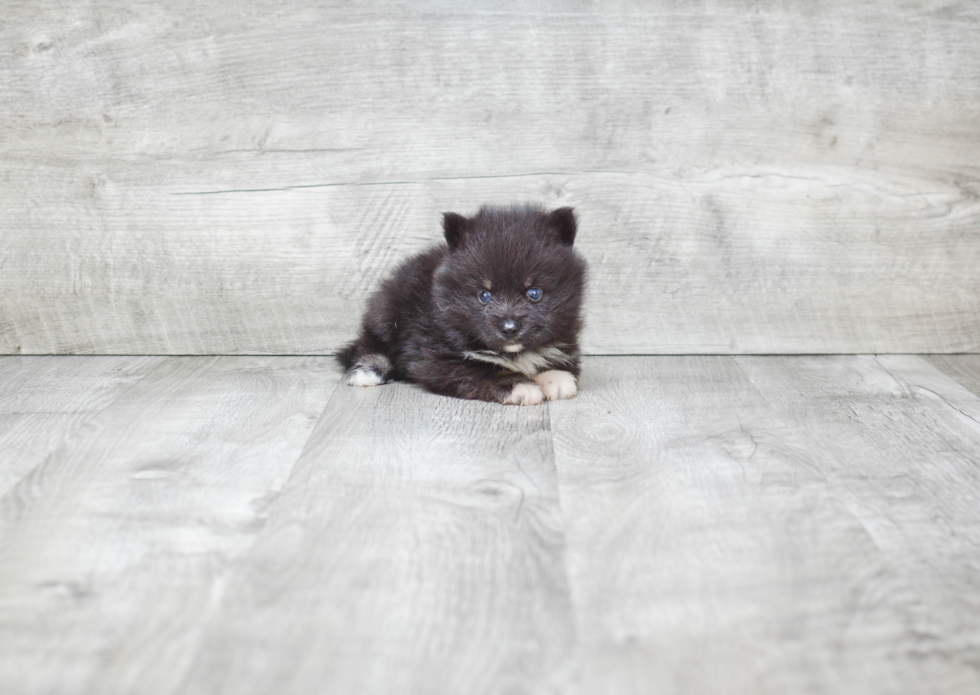 Friendly Pomsky Baby