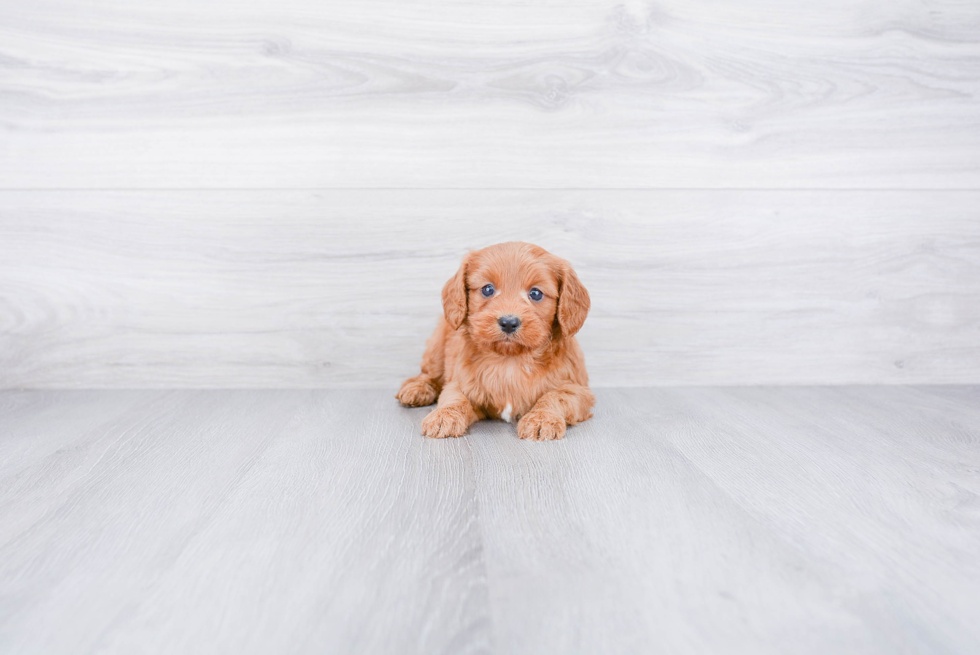 Cavapoo Pup Being Cute