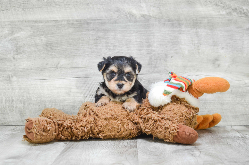 Fluffy Morkie Designer Pup