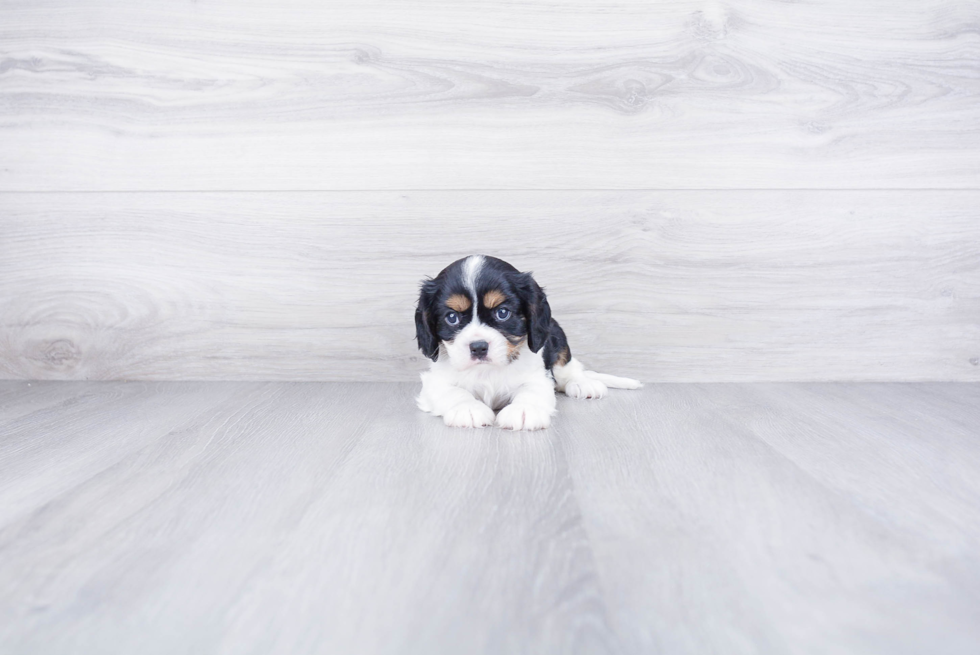 Popular Cavalier King Charles Spaniel Baby