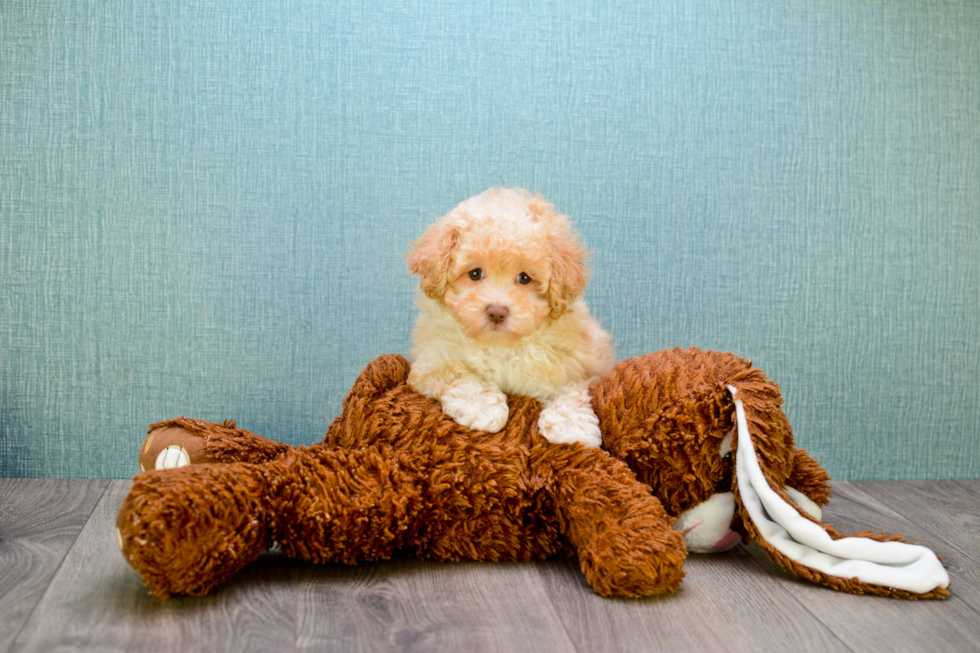 Cute Maltipoo Baby