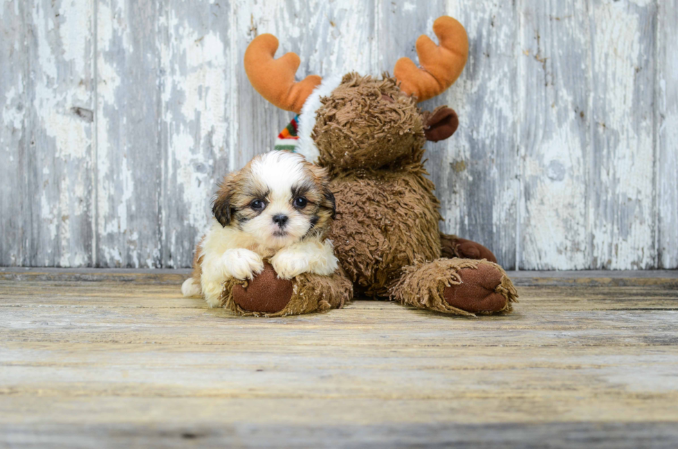 Teddy Bear Pup Being Cute