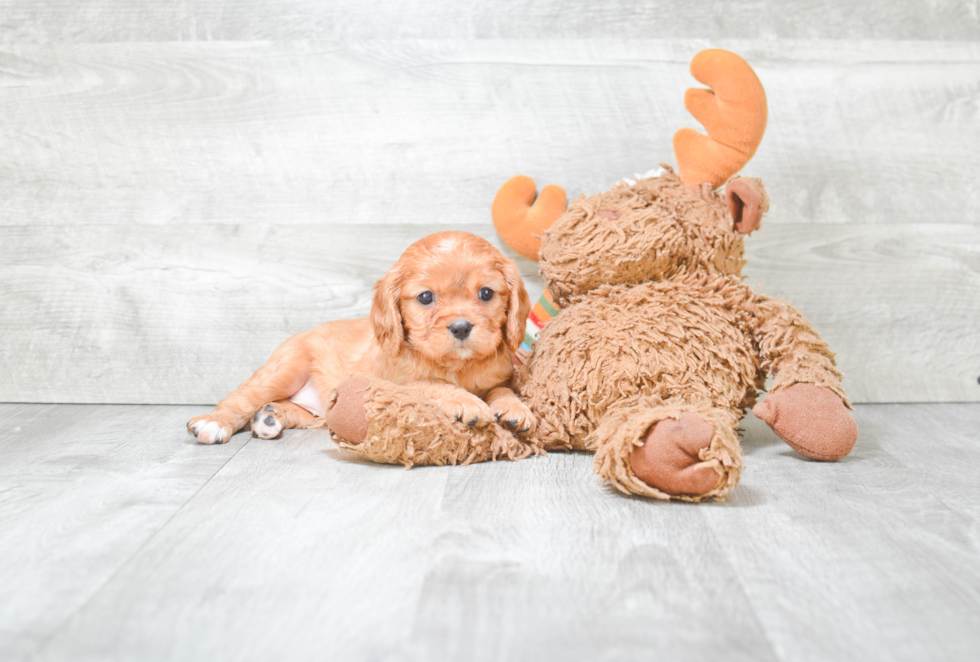 Fluffy Cavapoo Poodle Mix Pup