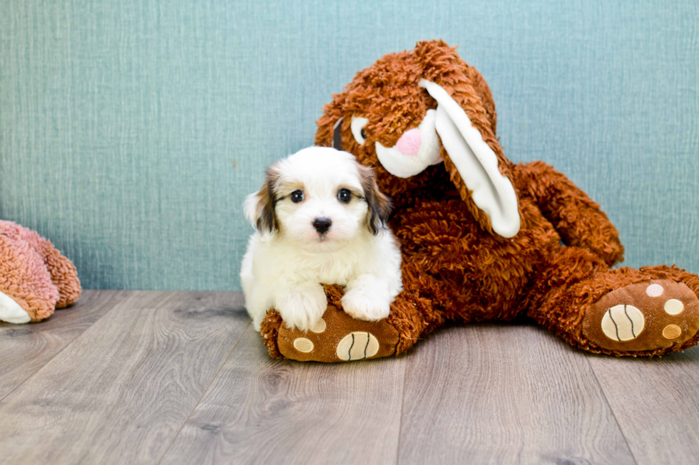 Sweet Cavachon Baby