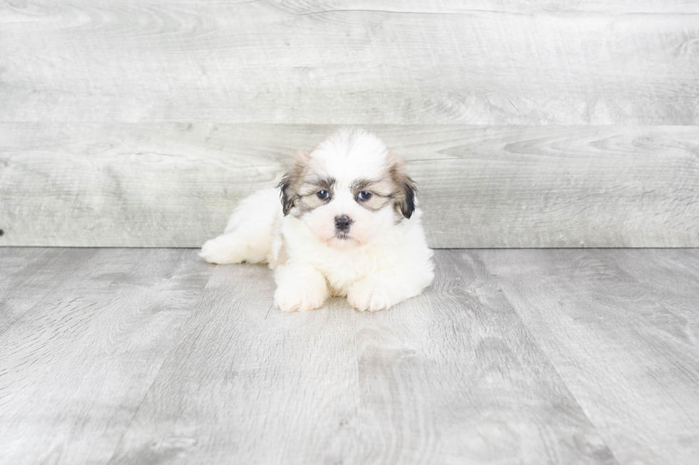 Playful Shichon Designer Puppy