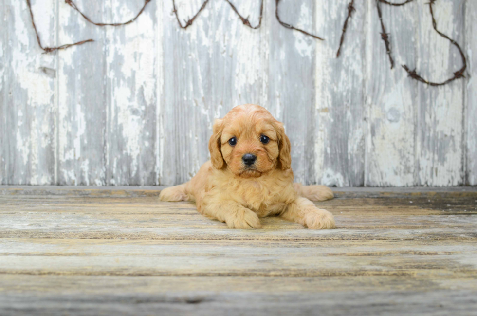 Best Cavapoo Baby