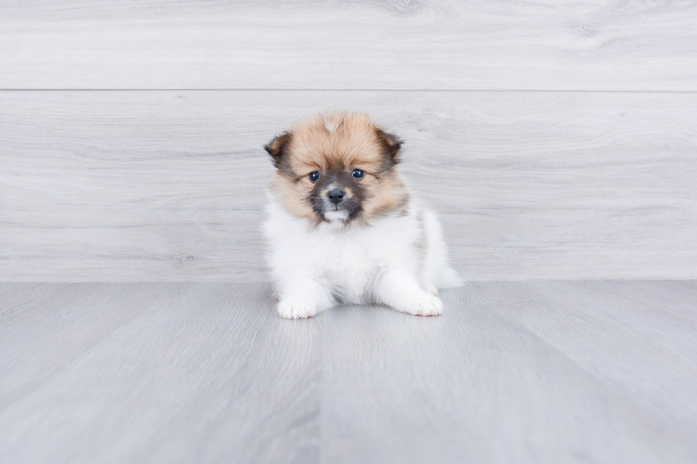 Pomeranian Puppy for Adoption