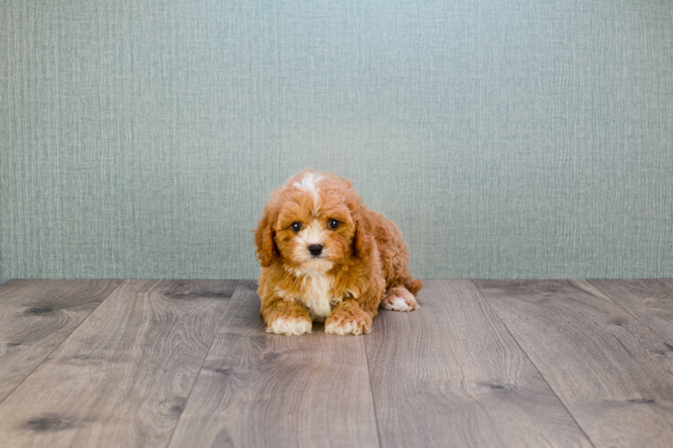 Best Cavapoo Baby