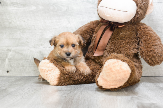 Morkie Pup Being Cute