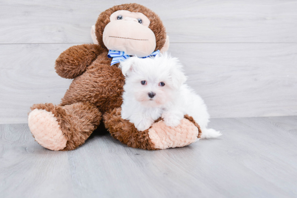 Small Maltese Purebred Pup