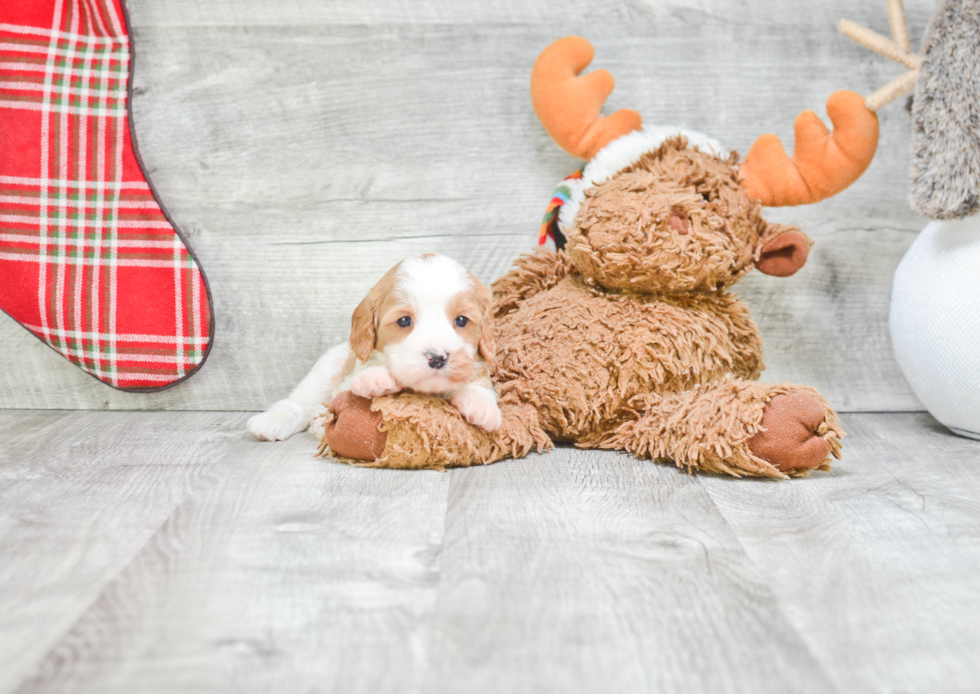 Popular Cavapoo Poodle Mix Pup