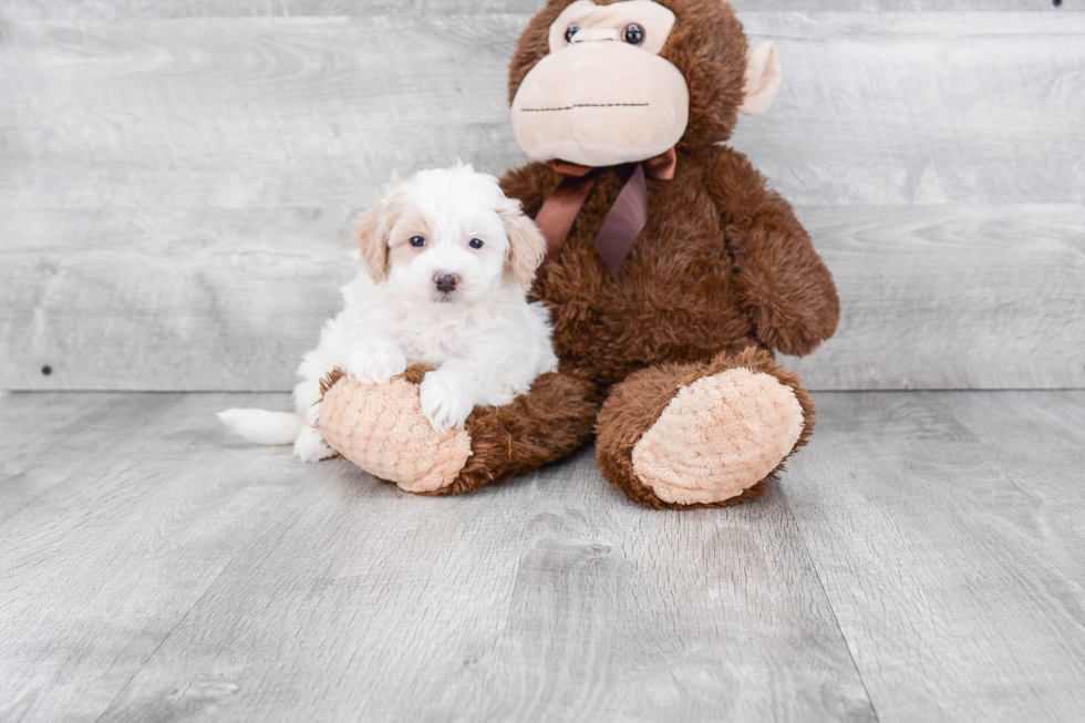 Cute Maltipoo Baby