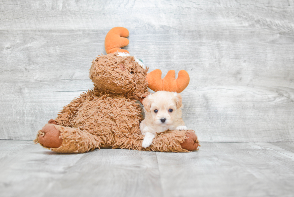 Friendly Maltipoo Baby