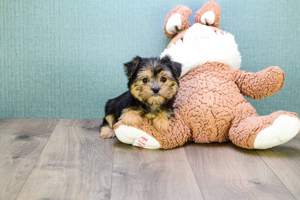 Cute Morkie Baby