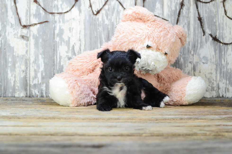 Playful Yorkie Designer Puppy