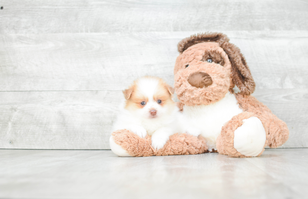 Sweet Pomeranian Purebred Puppy