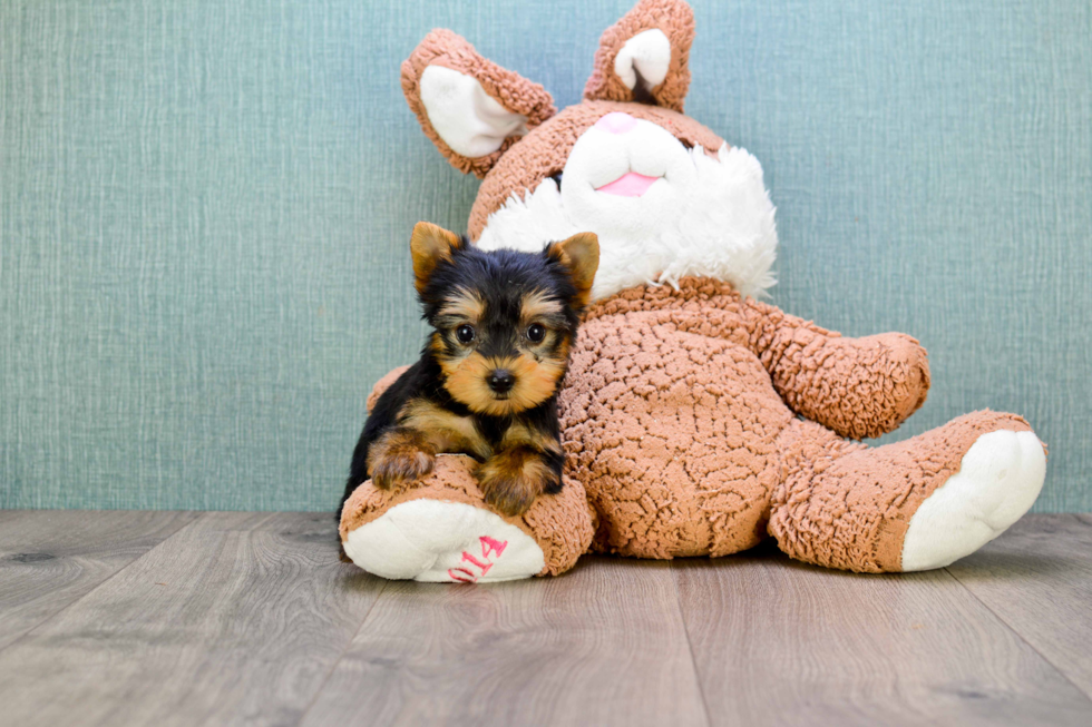 Meet Tinkerbell - our Yorkshire Terrier Puppy Photo 