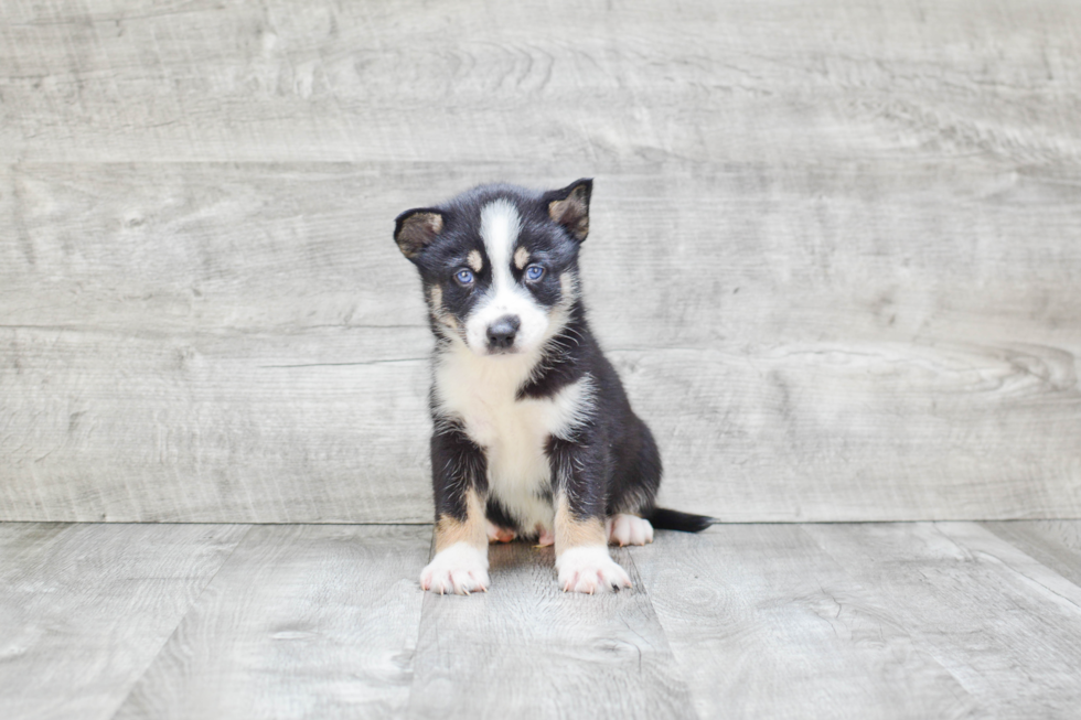 Adorable Mini Husky Designer Puppy