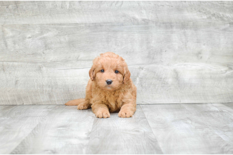 Mini Goldendoodle Pup Being Cute