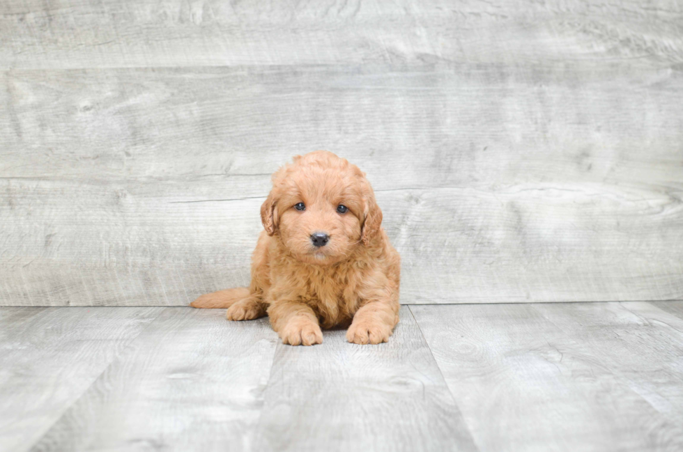 Mini Goldendoodle Pup Being Cute